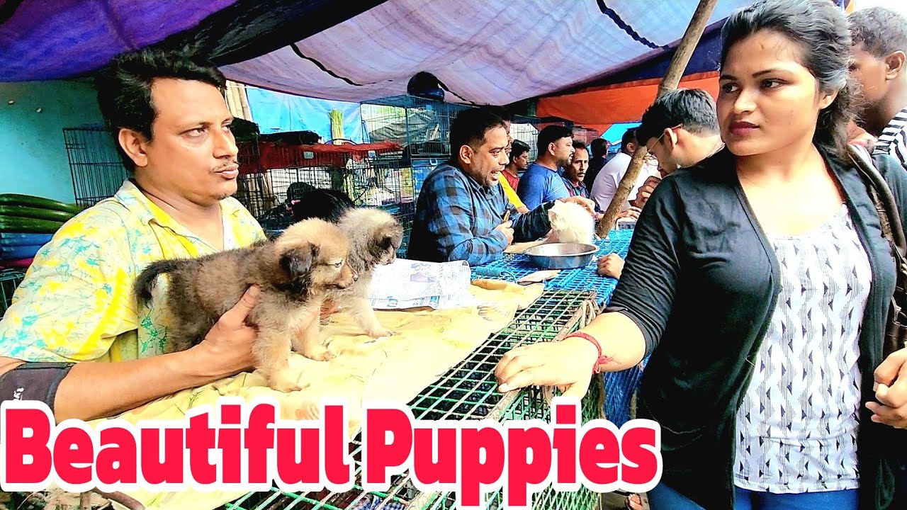 Beautiful Puppies || Galiff Street Pet Market || Dog Market video ||