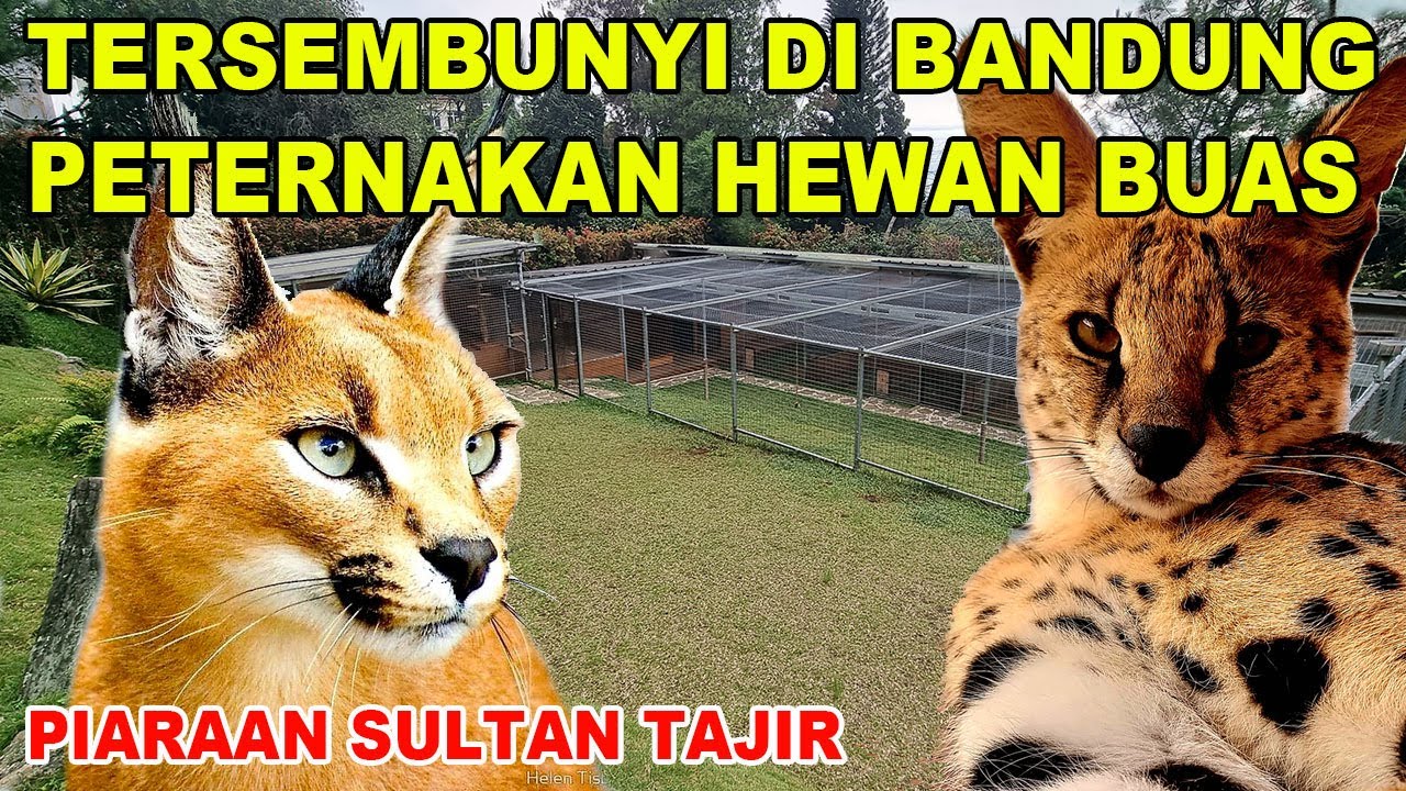 Grebek Peternakan Hewan Buas Piaraan Sultan Tajir Tersembunyi Di Bandung - Kucing Caracal & Serval