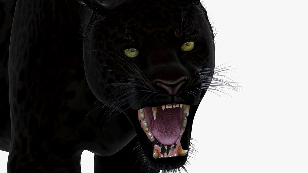 Animated Black Panther 3d Model - By PROmax3D Exclusively At TurboSquid