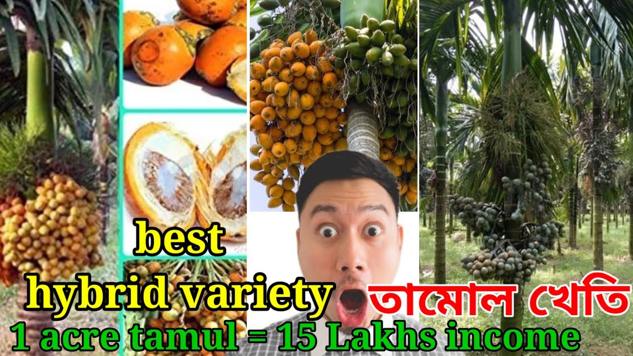 Best Hybrid Variety Areca Betel Nut Cultivation YouTube best-hybrid-variety-areca-betel-nut-cultivation-youtube
