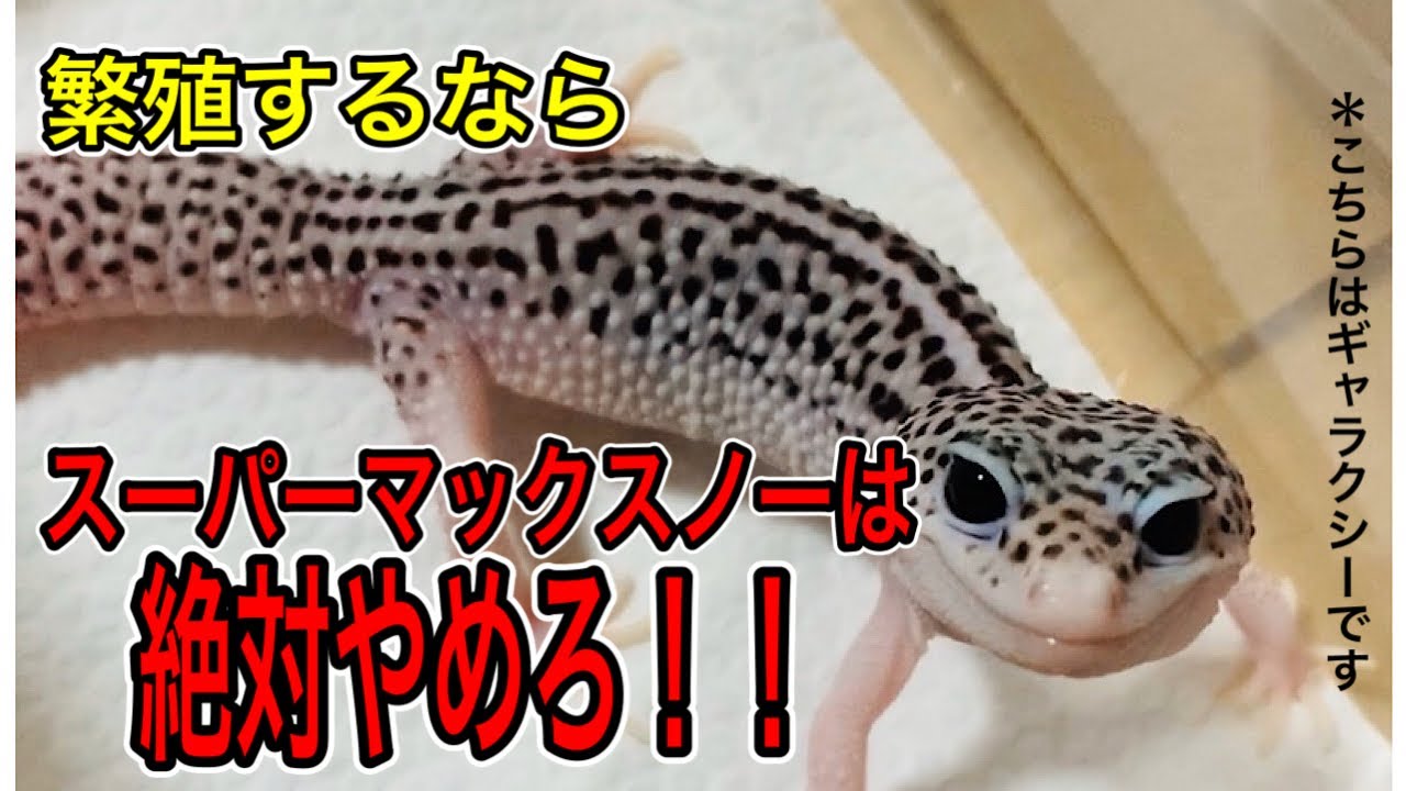 スーパー マックス ノー