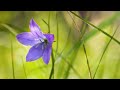 Beautiful Piano Music - Relaxing Music, Study Music, Stress Relief, Sleep Music (Anthony)