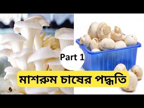 পশ্চিমবঙ্গে মাশরুম চাষের পদ্ধতি শিখে নিন ||কিভাবে মাশরুম চাষ করা হয়