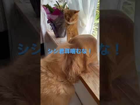 子猫に耳を噛まれるゴールデン #ゴールデンレトリバー #セラピードッグ #ソマリ