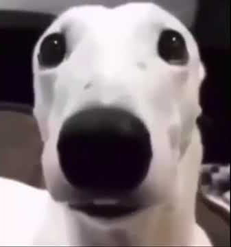 dog shivering meme full version