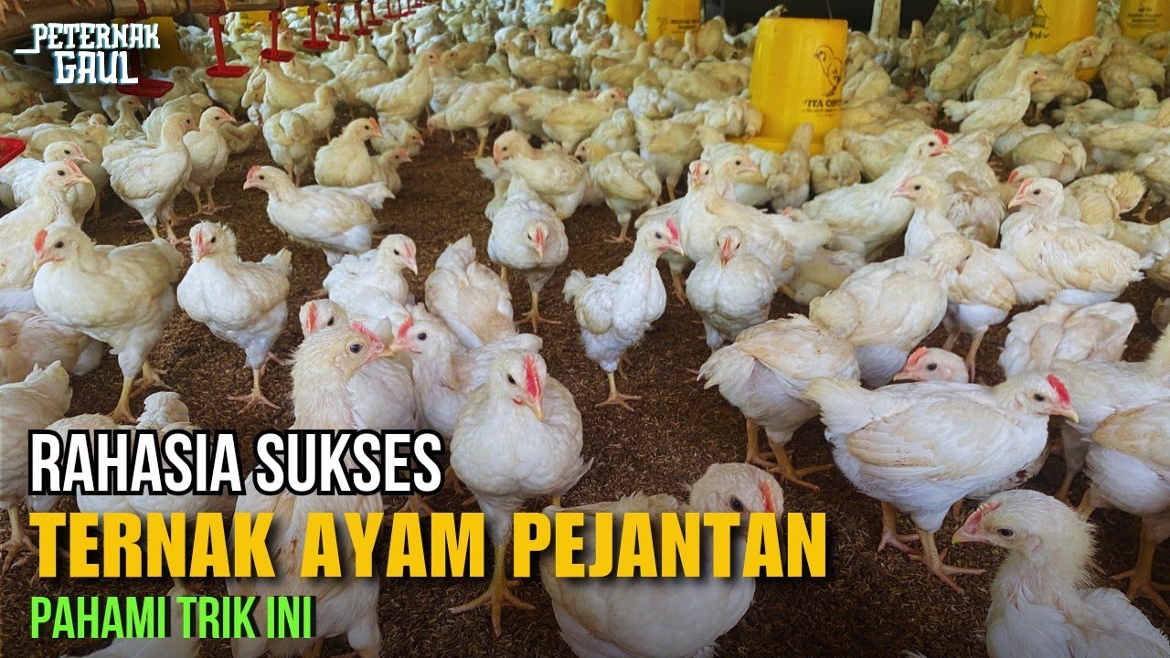 Tips Budidaya Ayam Pejantan Supaya Sukses