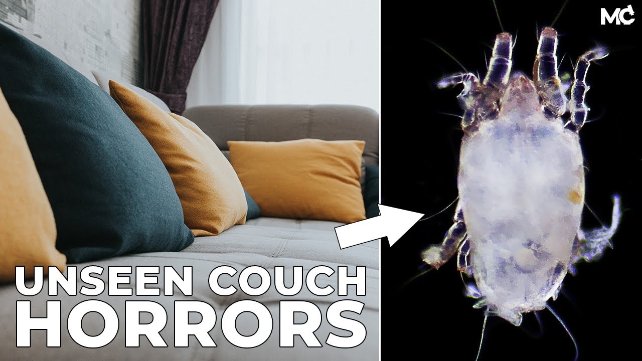 Dust Mites Under Microscope Unveiling Parasites on Your Couch 😱🔬 YouTube