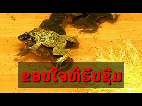 Video: Leej Twg Yog Amphibians
