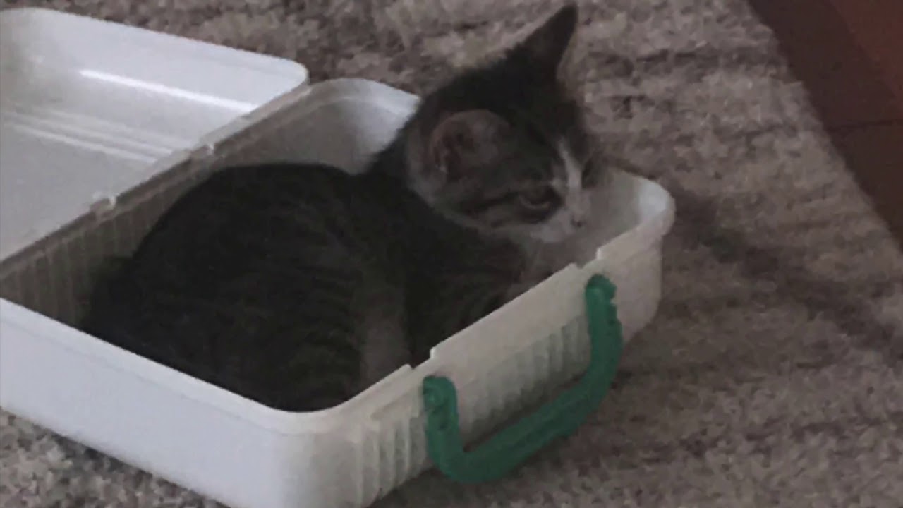 8 Week old Kitten Care YouTube