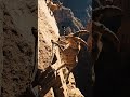Cheetah vs Ibex on a 95° Cliff! One Slip… One Final Fall 🐆🐐⚠️