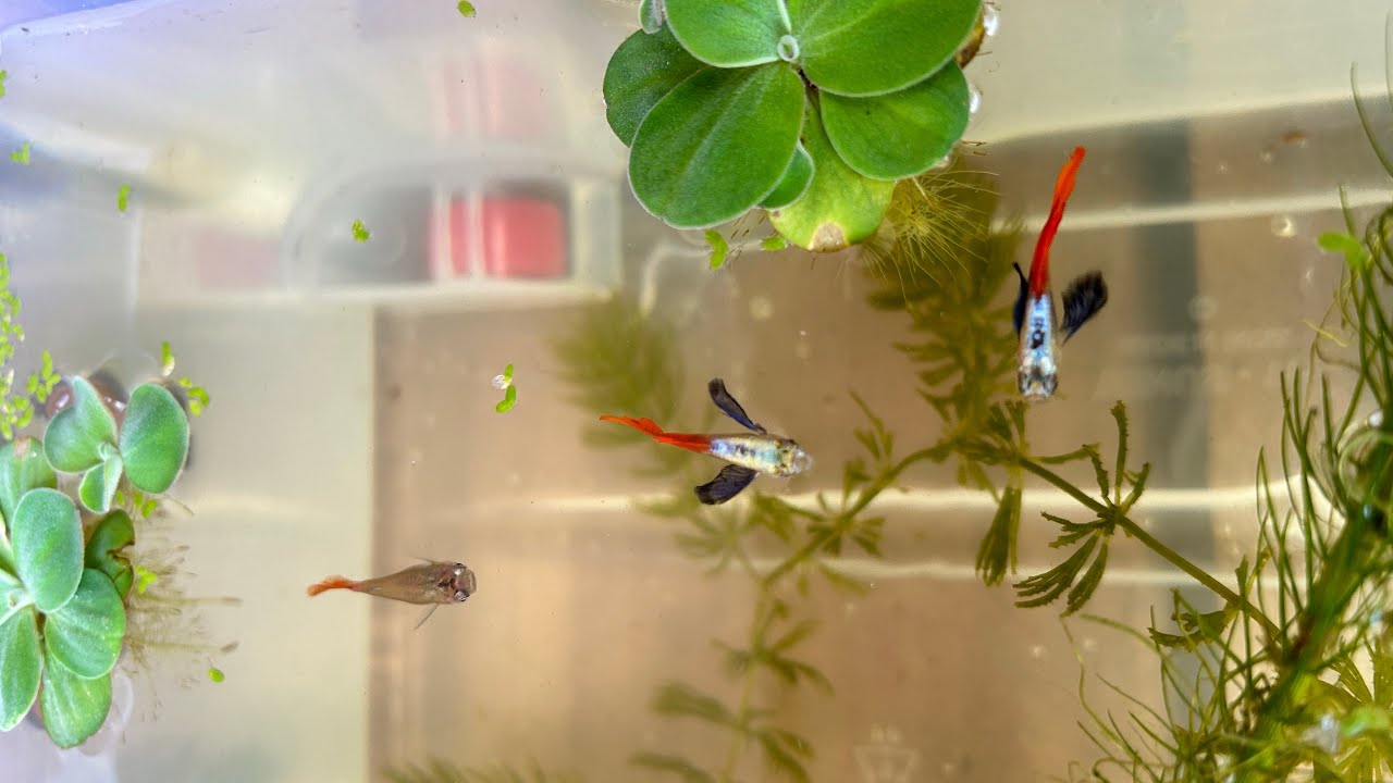 Upgrading my outdoor guppy fish set up YouTube