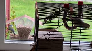 Blue Tit visit our Budgies