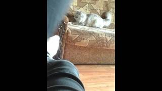 МОЕЙ КОШКЕ 17 ЛЕТ, А ОНА ЕЩЕ ИГРАЕТСЯ МОЕЙ КОШКЕ 17 ЛЕТ, А ОНА ЕЩЕ ИГРАЕТСЯ