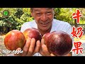 農村第8集 | 牛奶果 | 星蘋果 | Star Apple | 萍哥Pinger