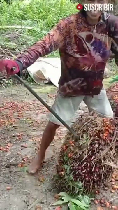 buah sangat super sampe dibawa ketawa#shorts_viral