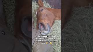 Donkeys work tirelessly for communities. Help us give back through compassion. Donate link in bio