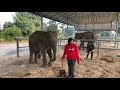 บัวแกล้งแบ๋ม ต่อหน้าเจียว ❗️एक हाथी,elephant