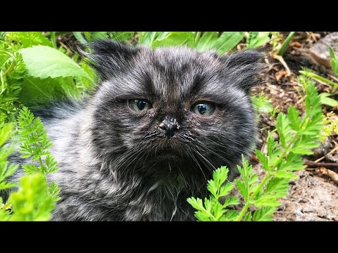 Двое одиноких котят пришли из лесу… Люди долго не могли понять, что не так с одним из малышей