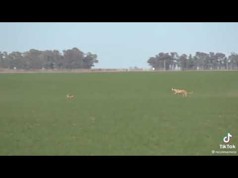 In Life Act Like Sungura Mjanja