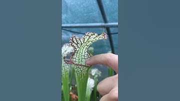 BIG CARNIVOROUS PLANTS SONG venus flytraps pitcher plant