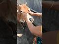 feed Street cow ♥️🐄 #shortvideo #cowvideos #ytshorts #cowmandi #shortsfeed #cowlover #cowboys