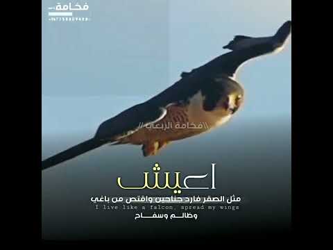 اعيش مثل الصقر فارد جناحي 