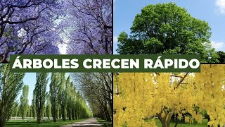Los 5 MEJORES ÁRBOLES de Rápido Crecimiento🌲 “Darán sombra a tu jardín”