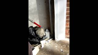 Possum removal from garage