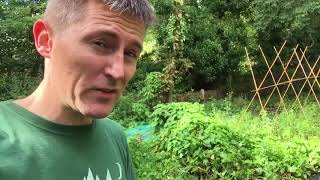 Ants Allotment - 15th September 2017 - weeds and spuds
