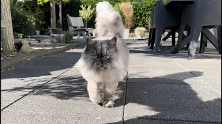 Midas The cat walk in the garden