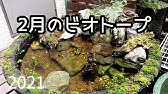 メダカ冬眠明け 2月下旬の黄金色ビオトープ Youtube