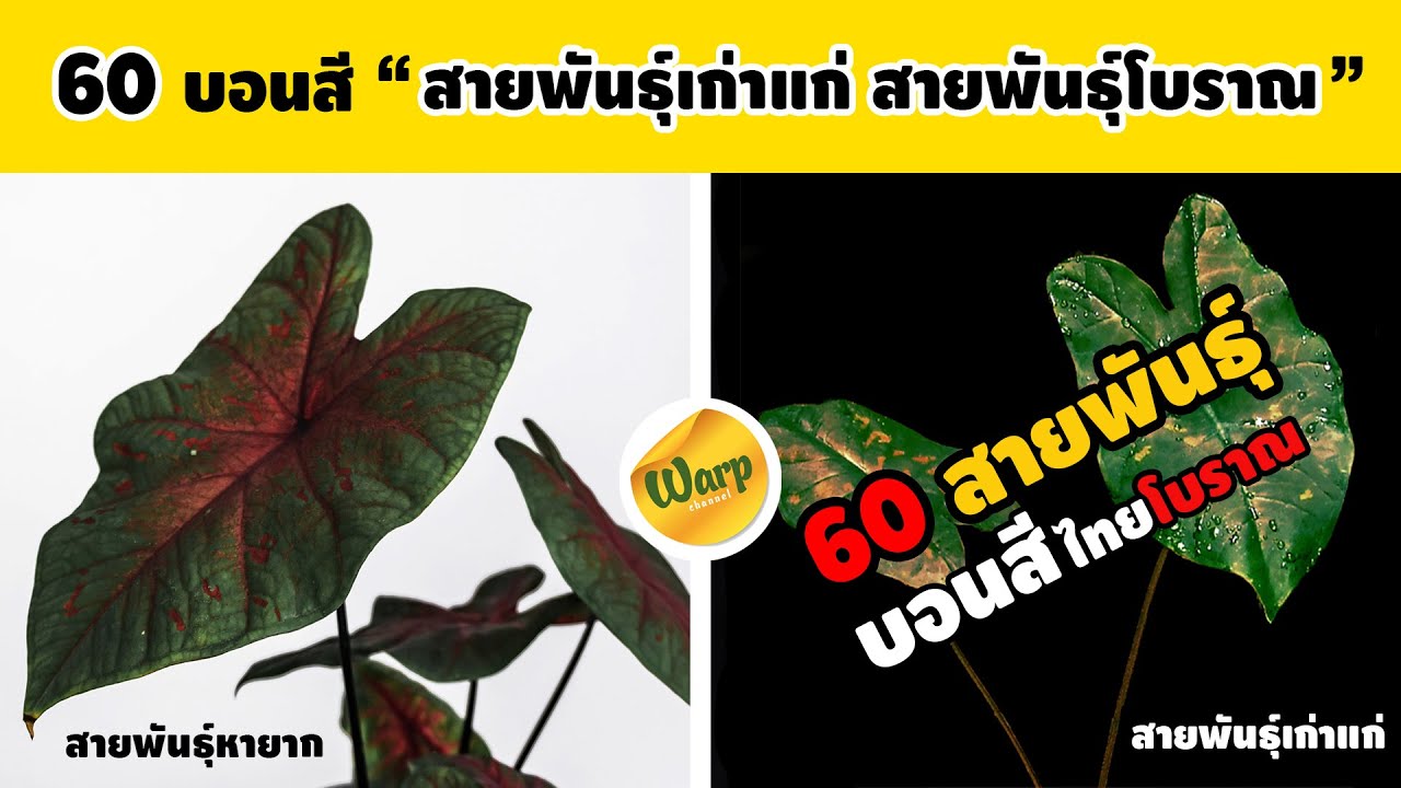 60 ชื่อเรียก บอนสีไทยโบราณ บอนสีไทยสายพันธุ์เก่าแก่ บอนสีสายพันธุ์โบราณ