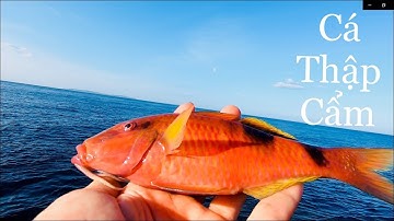 Câu Cá Biển- Phú Yên Tập 2 | Câu Được Đủ Loại Cá: Mó, Dò, Chang, Thia,..giật mỏi tay