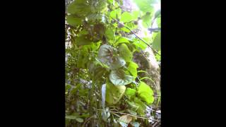 ДИОСКОРЕЯ (DIOSCOREA) сем. Диоскорейные ДИОСКОРЕЯ (DIOSCOREA) сем. Диоскорейные