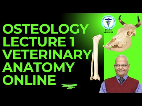 🦴 Veterinary Anatomy