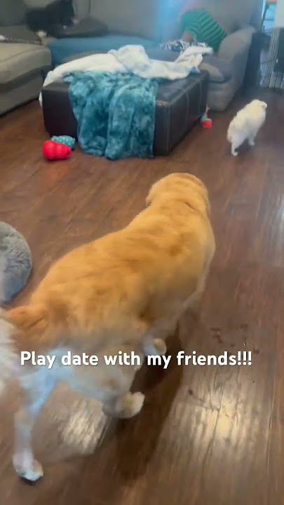 #fabolousobi #goldenretriever #playdate #dogsplaying #funwithdogs
