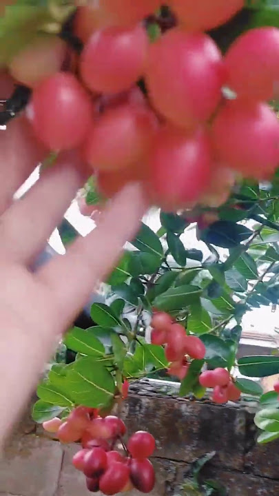 Cranberry Juice #fruit #healthyjuice #healthy #shorts #youtubeshorts