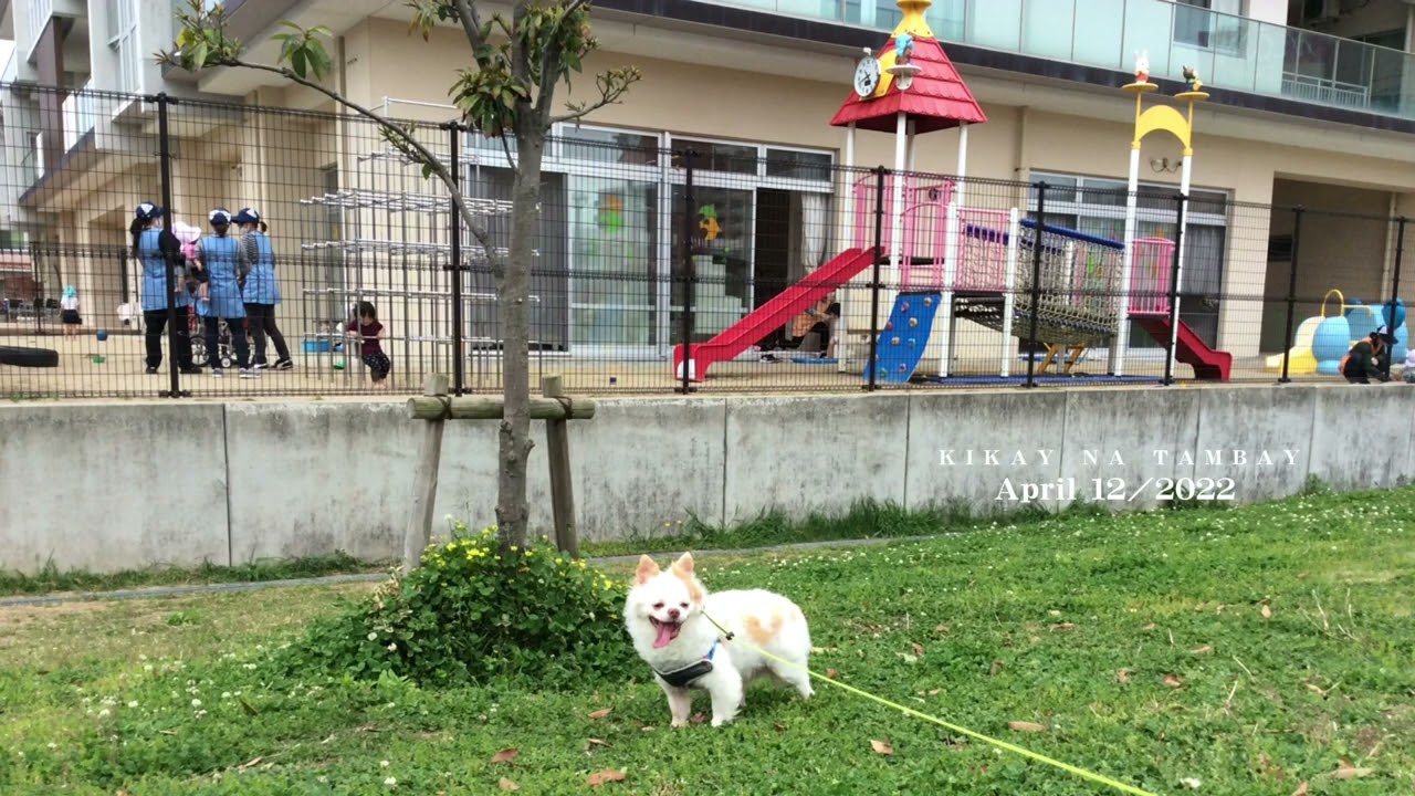 MY DOG FOR ADOPTION JAPAN AREA WHO LIKES TO ADOPT MY DOG SINO