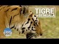 El Tigre de Bengala | Animales Salvajes - Planet Doc