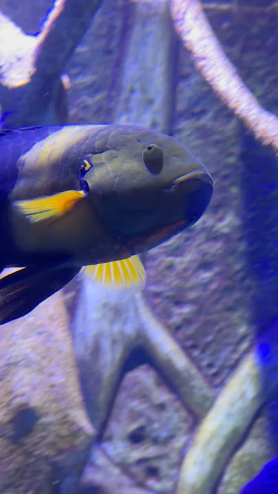 And his eyes 👀 #fish #eyes #eye