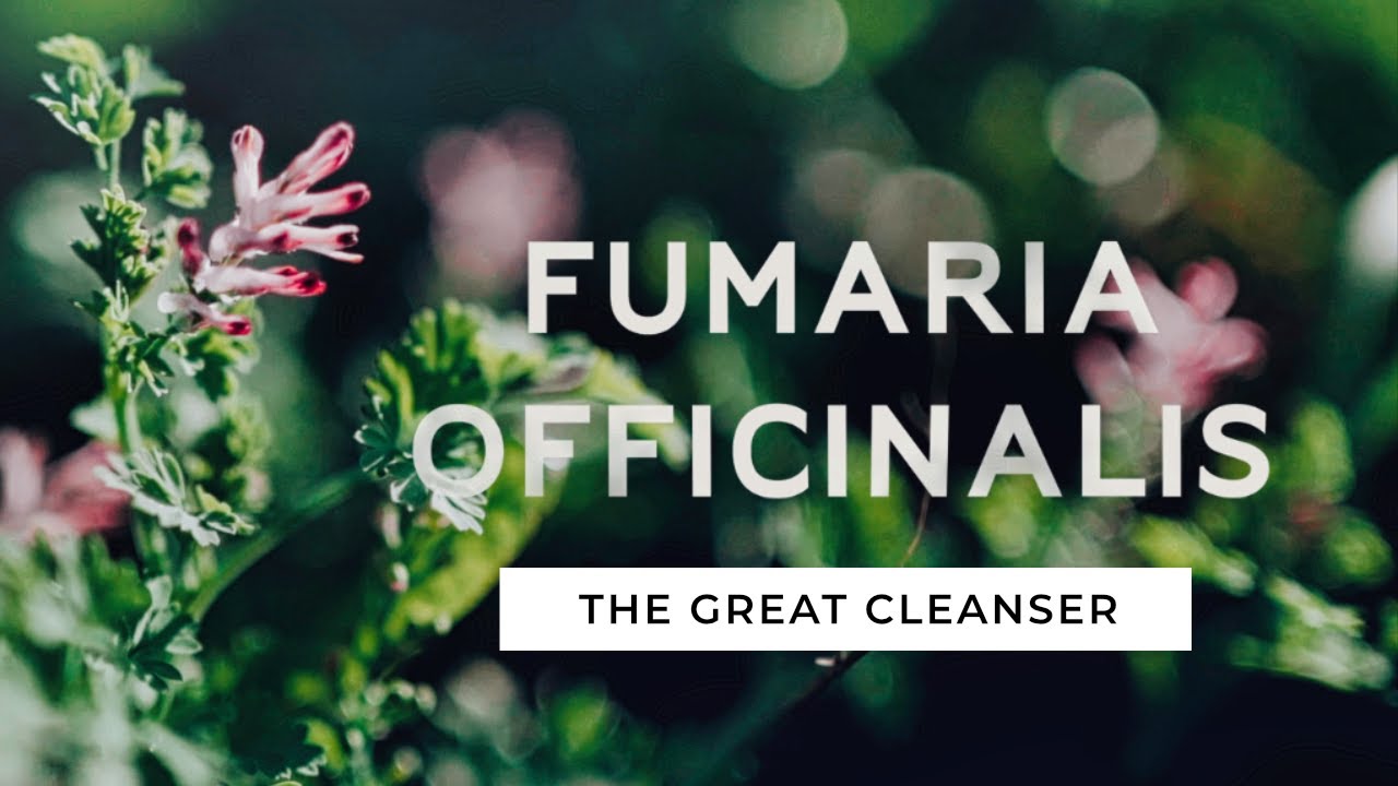 Fumaria officinalis - The Great Cleanser