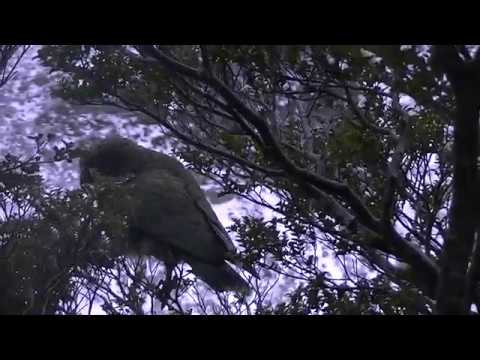 Kea, the only alpine parrot in the world. Kea, the only alpine parrot in the world.