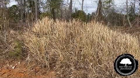 #Invasive #CogonGrass