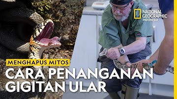 Bukan Isap Darah, Begini Cara Tepat Tangani Gigitan Ular