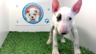 Venta De Bull Terrier Ingles En Cachorrosymascachorros