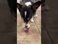 corgi chow down on starbucks puppuccino 吃的好開心啊 #corgi #dog #pet #shorts #starbucks #puppuccino