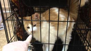 котенок девочка Ванилька, 6 мес. котенок девочка Ванилька, 6 мес.