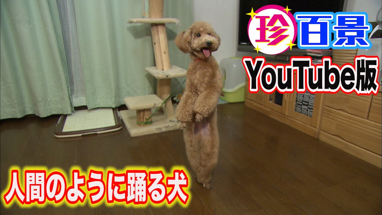 立ってダンスする犬 Dog Standing And Dancing Youtube
