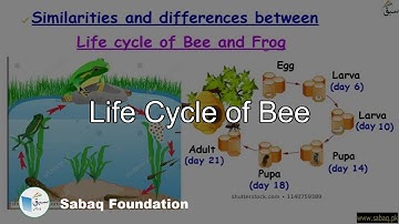 Life Cycle of Bee, General Science Lecture | Sabaq.pk