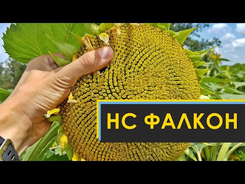 Подсолнечник НС Фалькон